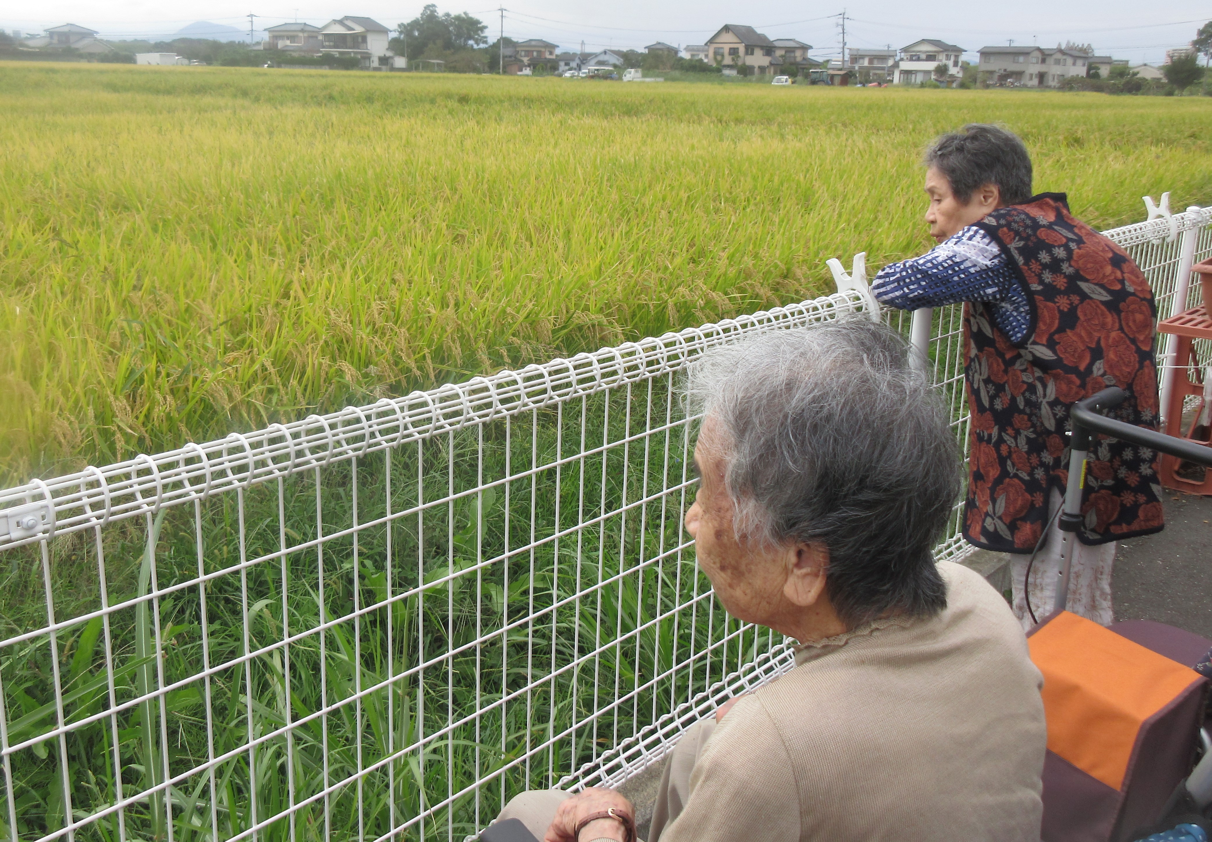 R４.１０．６稲刈り散歩　セツ子様幸様