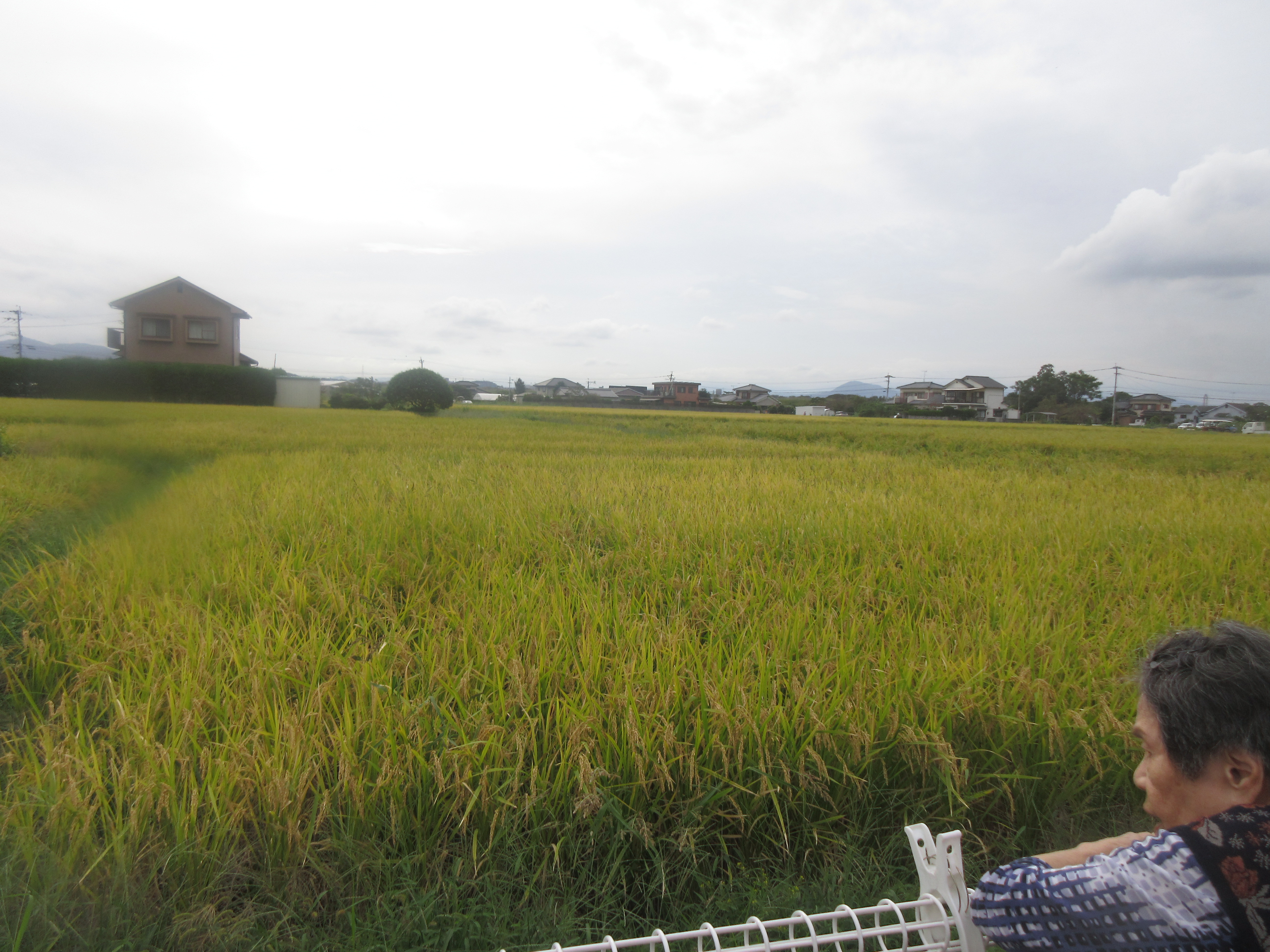 R４.１０．６稲刈り散歩　セツ子様２