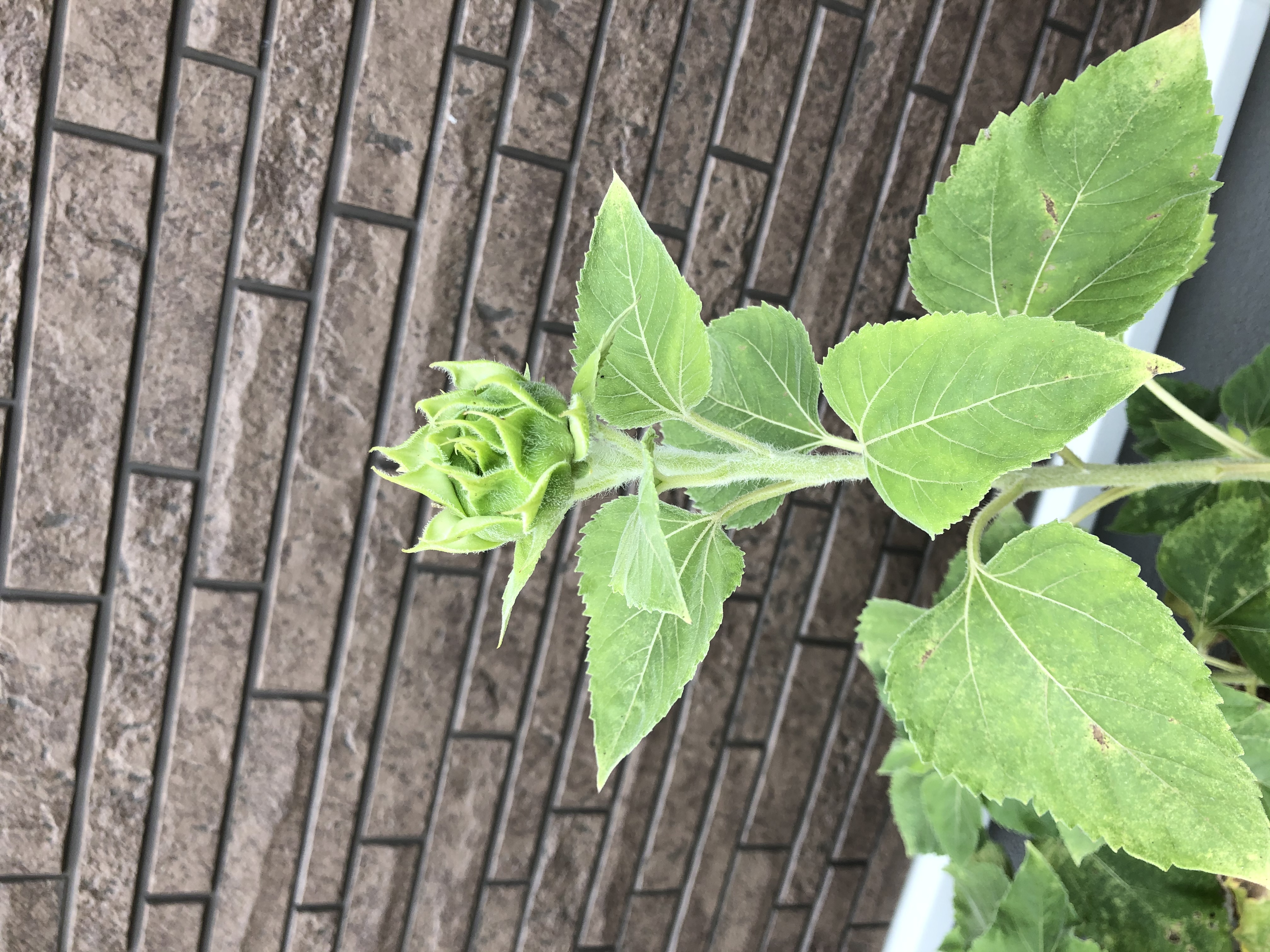 4C9D2A55-C8E1-4DC9-BD78-96C18922D92C