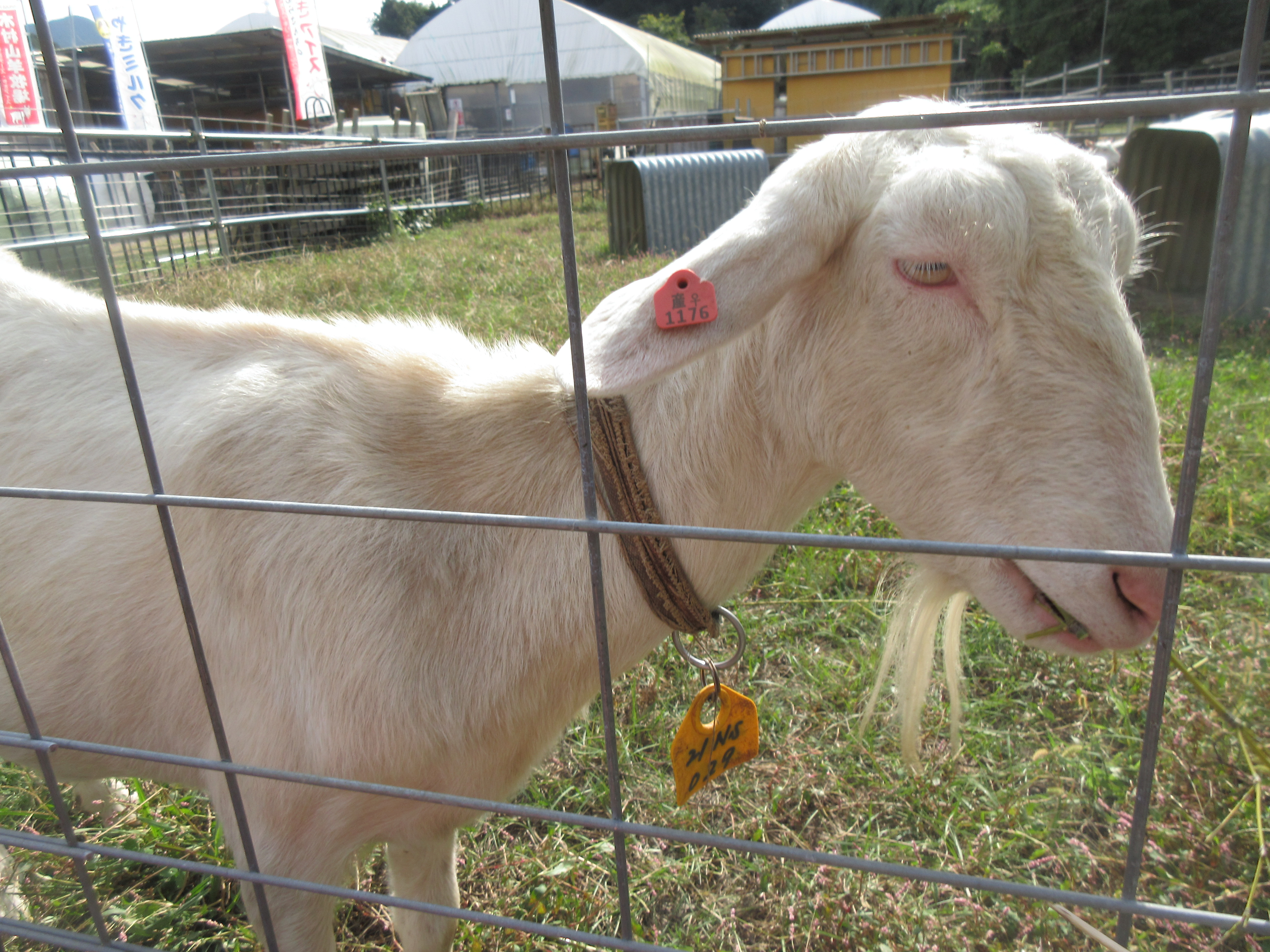 R5.10.26河村様ヤギ牧場８