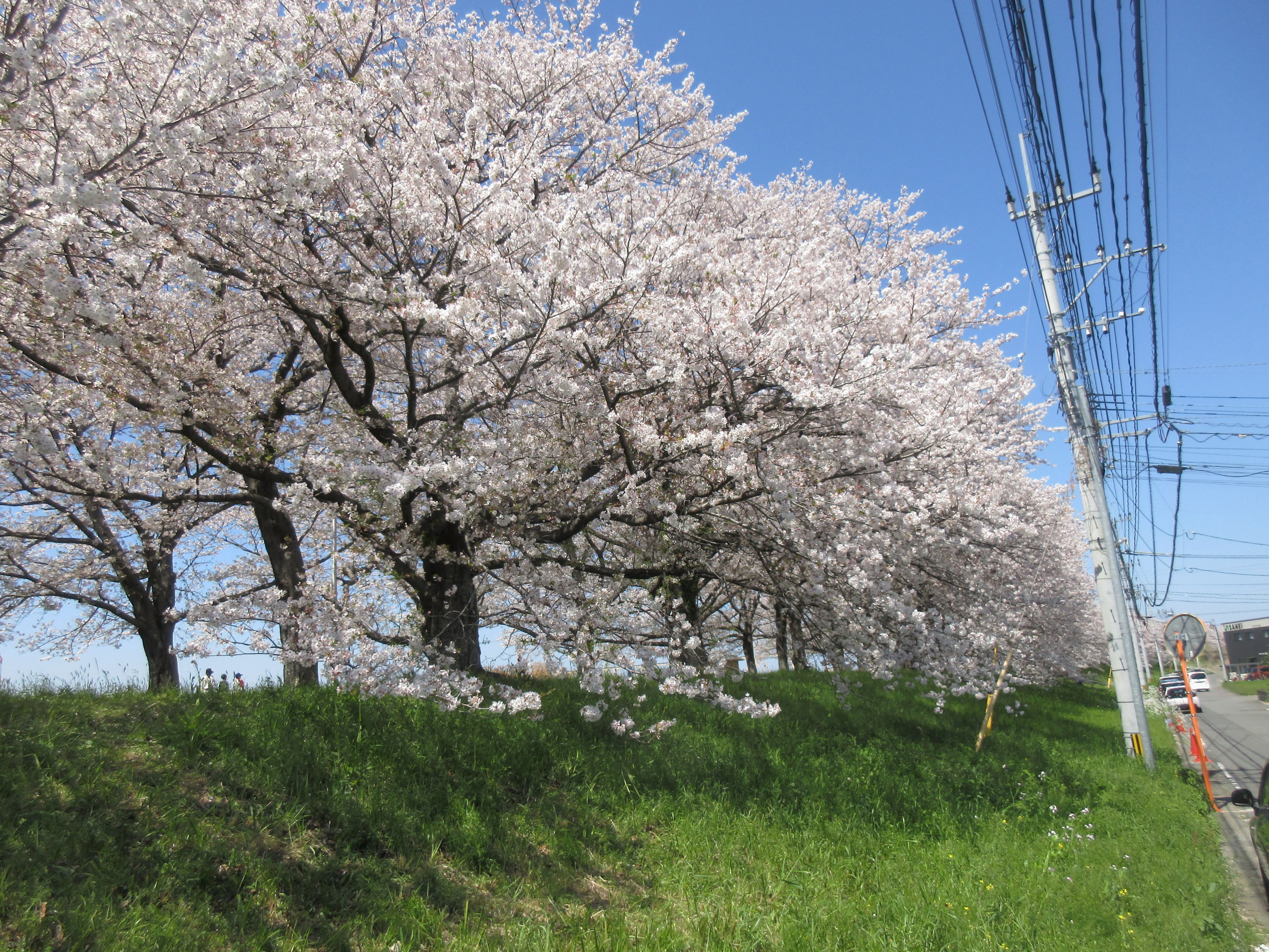 R8.4.8大野川河川敷