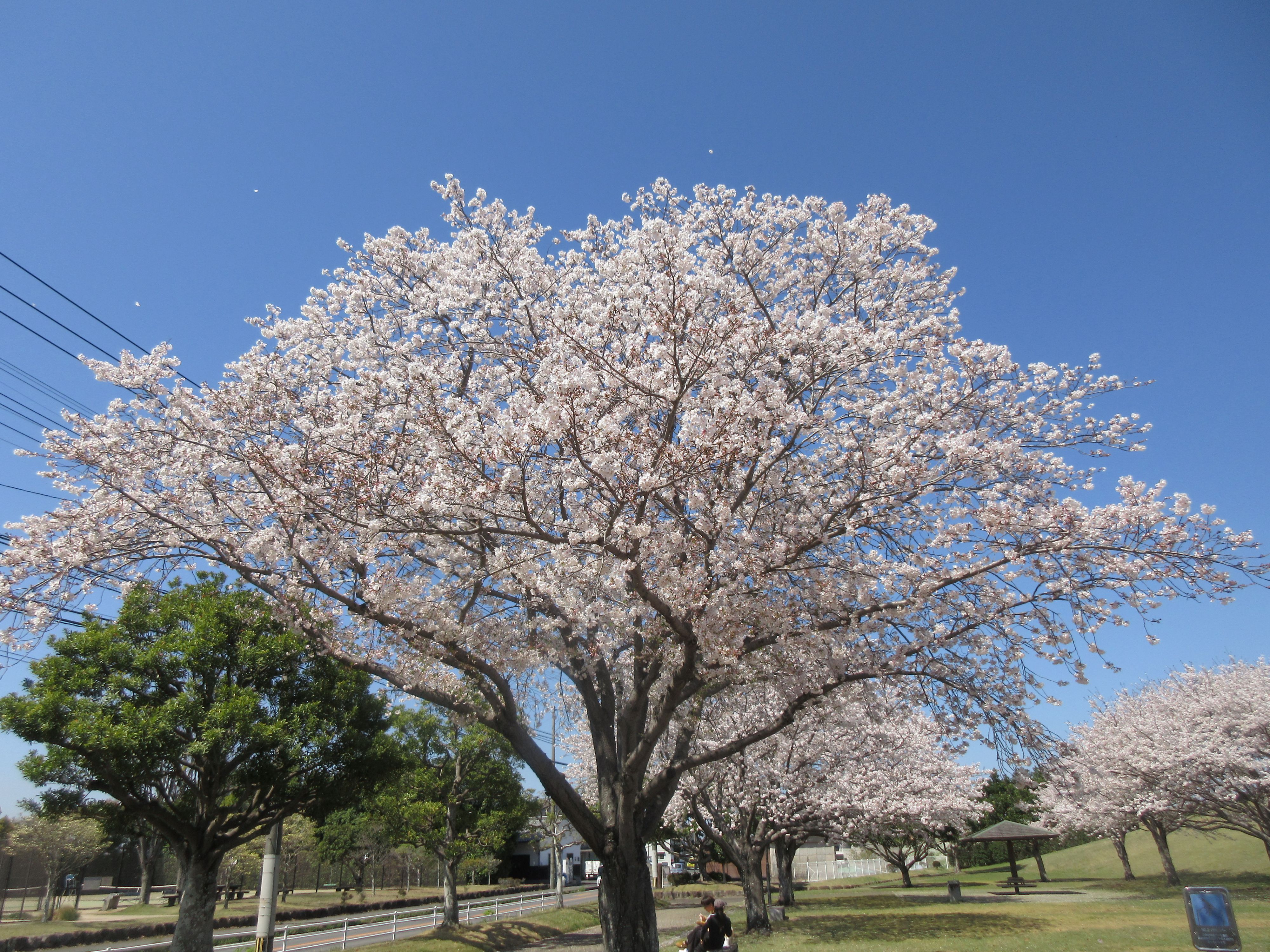 R8.4.8鶴崎スポーツパーク花見 (2)